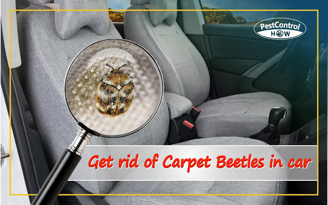 how-to-get-rid-of-carpet-beetles-in-car