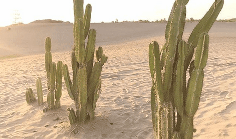 kenapa kaktus bisa hidup di tempat kering