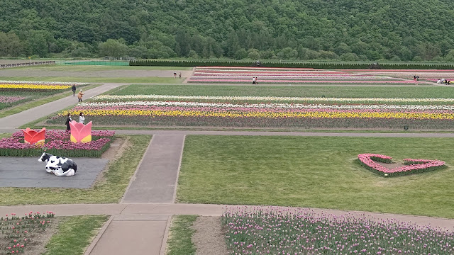 北海道 道北 かみゆうべつチューリップ公園