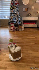 Xmas Cat GIF • Cool 'Eric' in his Roomba box with the Green Santa Grinch, riding like a boss