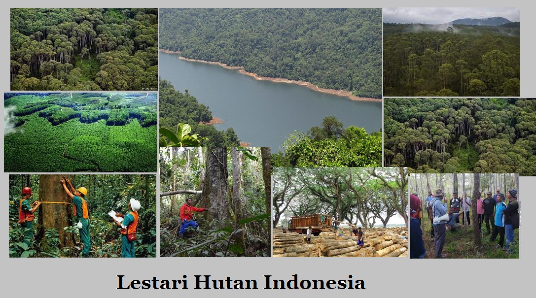 lestari hutan indonesia