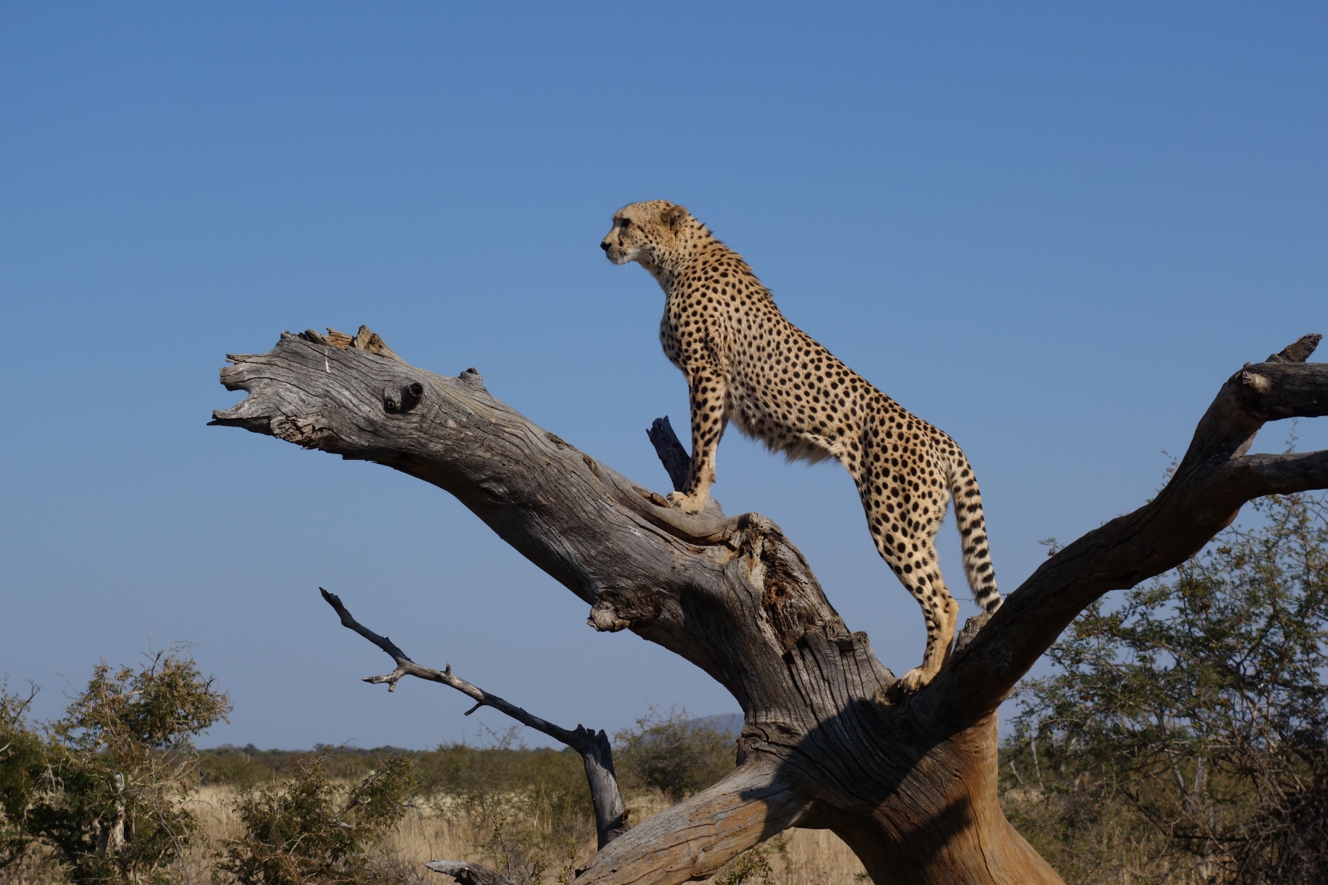 CheetahMail "Gives Up" Email Append