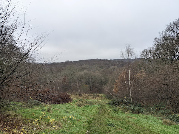 A view over Epping Forest