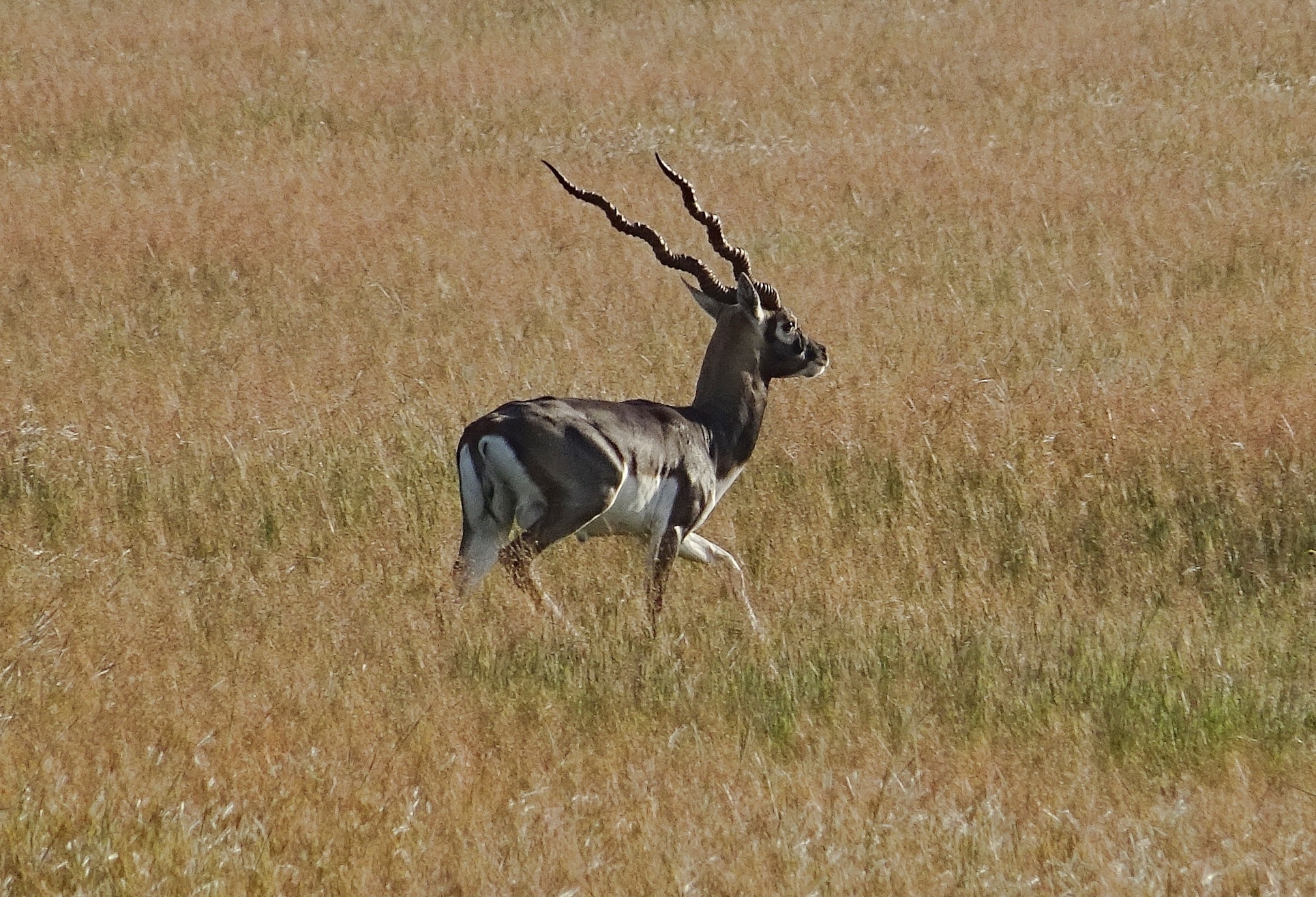 The Blackbuck: The Indian Antelope