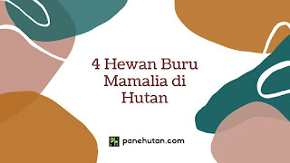 4 Hewan Buru Mamalia di Hutan