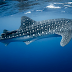 World's Largest Fish, A Whale Shark, Stuck In Net Off Visakhapatnam, Guided Back To Sea