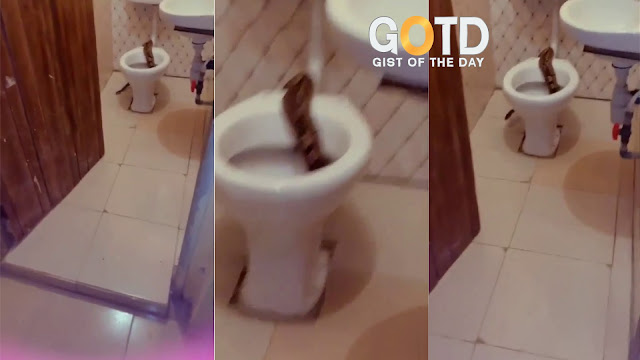 See What Student Did After Seeing a Big Snake in their Toilet in Novena University Delta State. (Video)