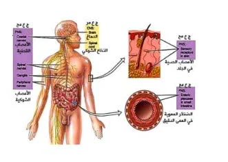 مكونات الجهاز العصبي pdf