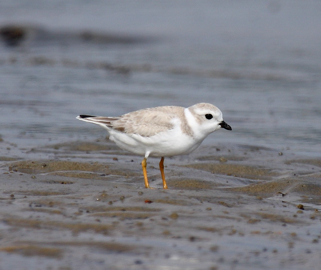 Piping Plover, Parker River National Wildlife Refuge, Plum Island, MA