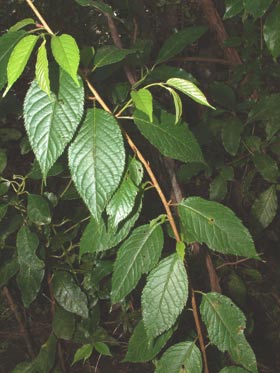 Вишня колокольчатая (Prunus campanulata, =Cerasus campanulata)