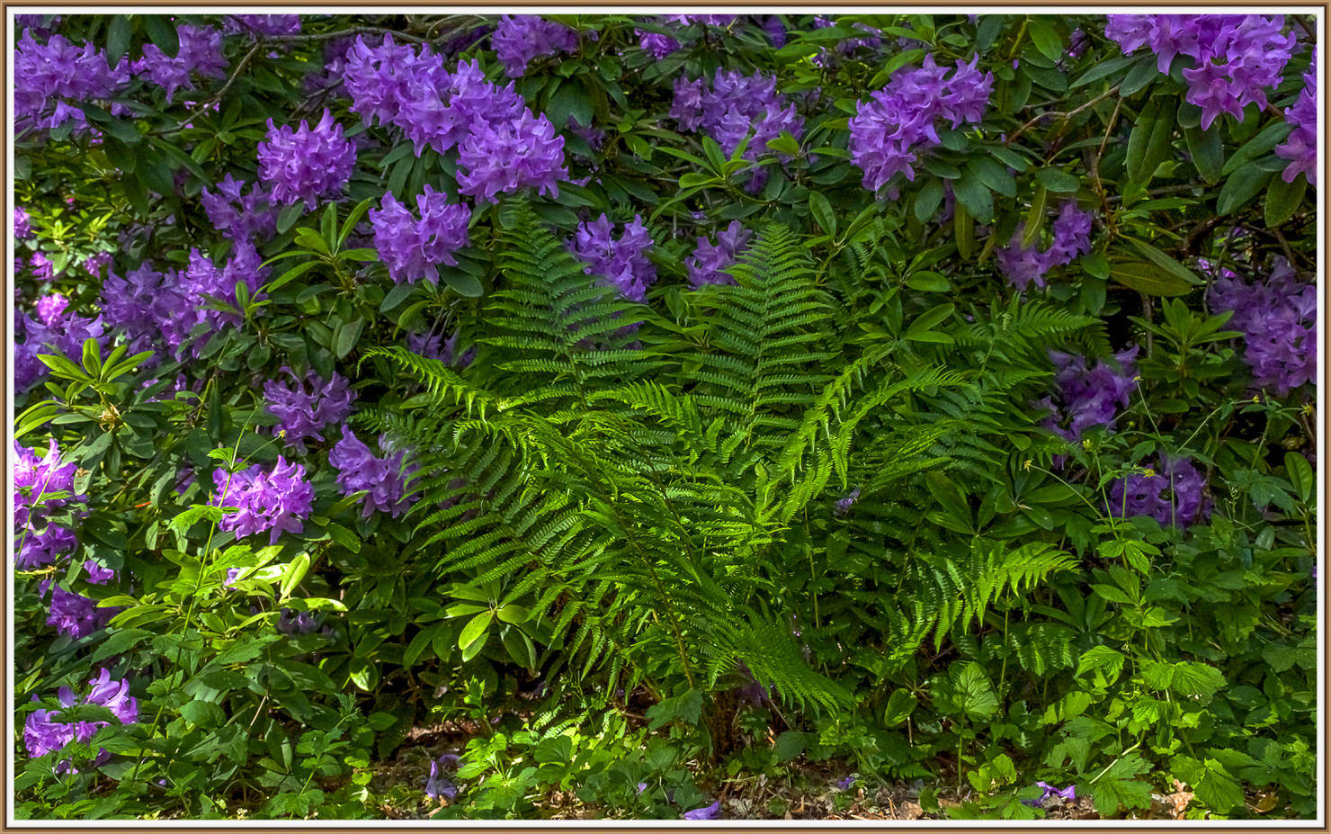                                                   Natur -Berlin