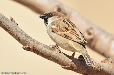 Mascle de pardal comú (Passer domesticus)