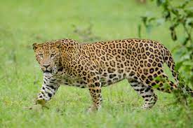 Leopard's mysterious behaviors