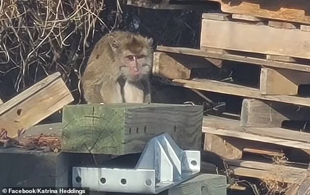 Scappate pericolose scimmie di laboratorio durante il trasporto