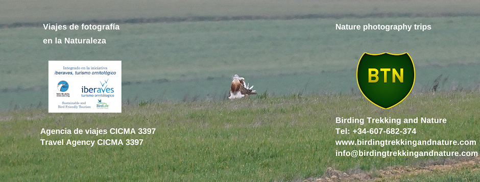 Viajes de pajareo, Spain birding trips