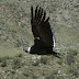 Día Mundial del Cóndor Andino: Mendoza, pionera en la conservación