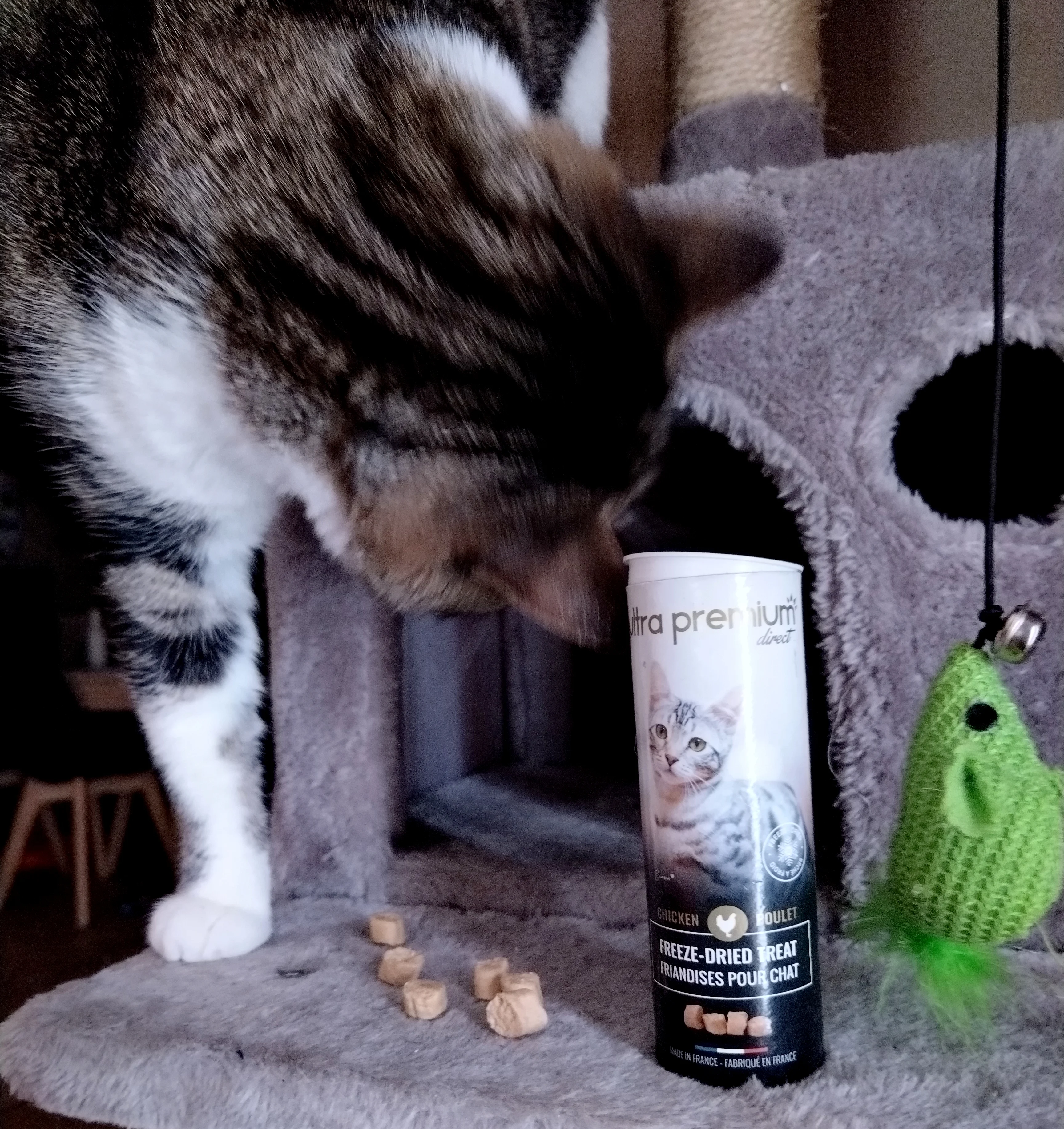 Mes chats ont testé les croquettes sans céréales Ultra Premium Direct : Leur avis 😺