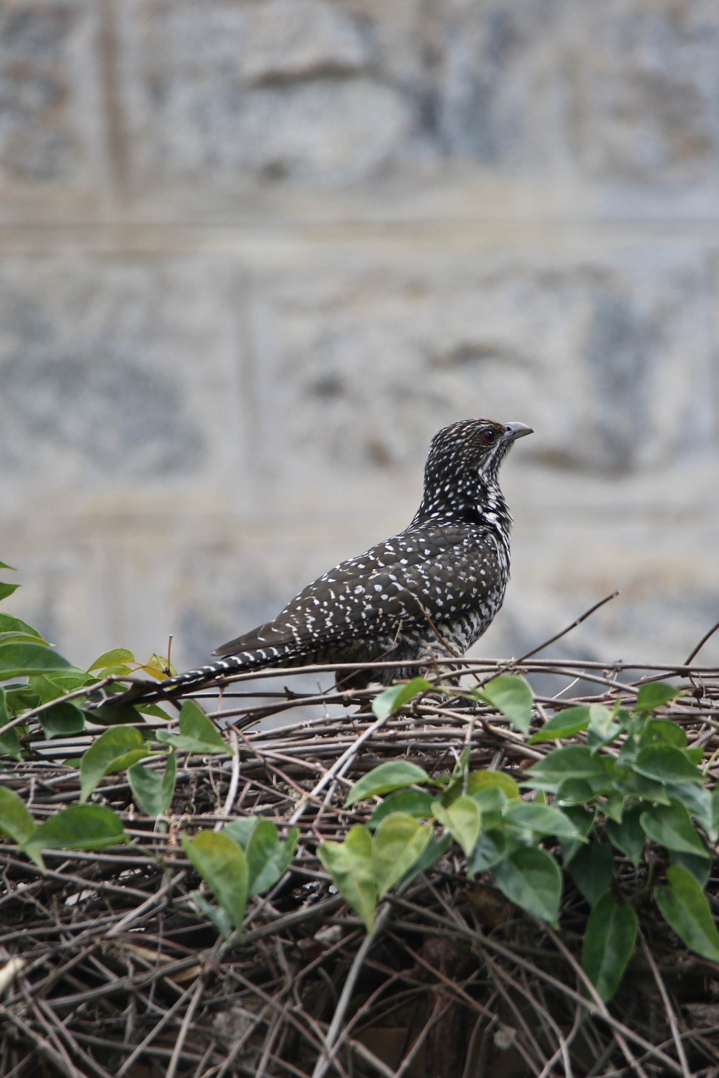 Asian Koel, birds of India, high resolution images free
