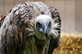Os urubus, também chamados de abutres do Novo Mundo, não possuem siringe o órgão responsável pela produção e emissão de sons das aves