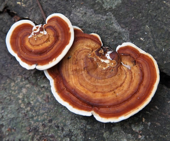 Reishi Mushroom Applications | Mushroom uses | Biobritte mushroom center
