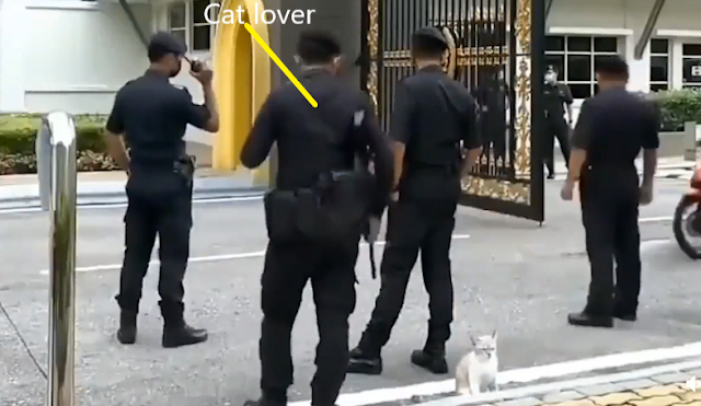 Palace guard lets his guard down for a cat