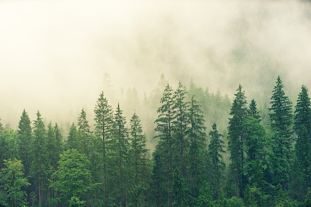 Forest with evergreen trees