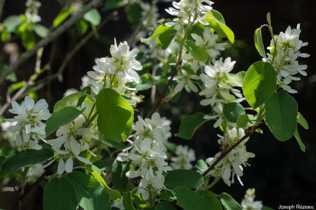 Amelanchier alnifolia 'Obelisk'