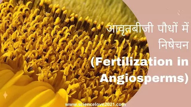 आवृतबीजी पौधों में निषेचन (Fertilization in Angiosperms)|hindi