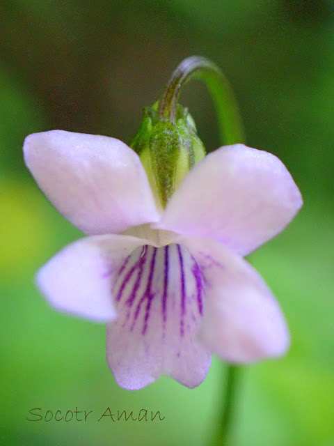 Viola verecunda