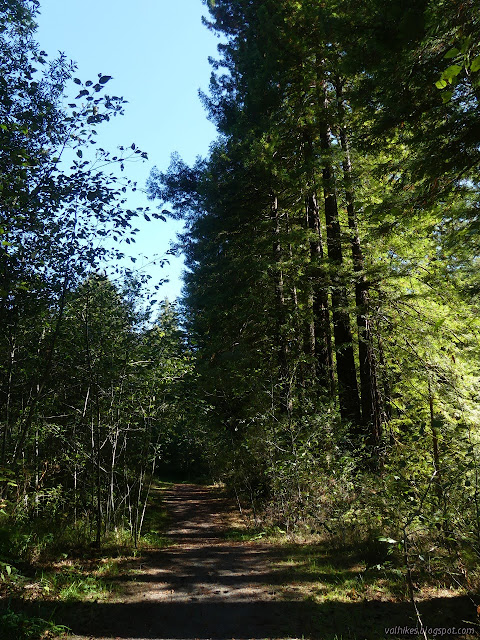 21: trees along wide, flat trail