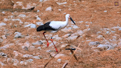 昆陽池公園のコウノトリ