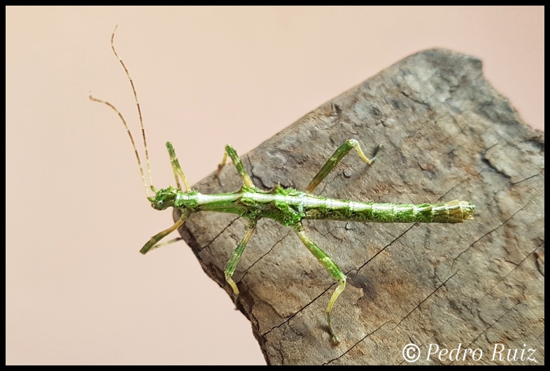 Ninfa macho (color verde) L5 de Sungaya inexpectata, 4,5 cm de longitud