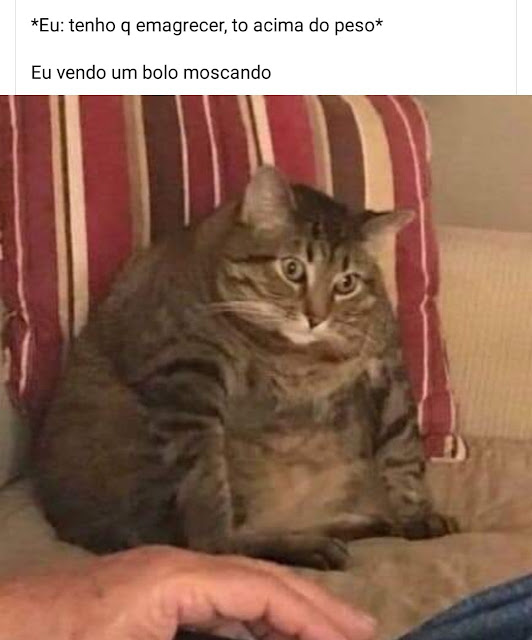 150 memes fofos de animais para você ter na manga