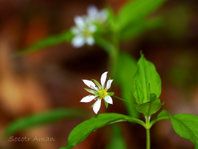 Pseudostellaria heterantha