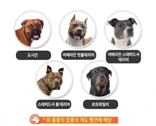 맹견책임보험, 도사견 등 가입 의무화(2월 12일부터 시행) 구개 의무 견종 확대 1