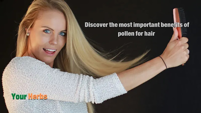 Pollen is used in the preparation of natural hair care products and cosmetics that help preserve and protect your hair from harmful chemicals. During the article, the benefits of pollen for hair will be explained to increase hair softness and shine.