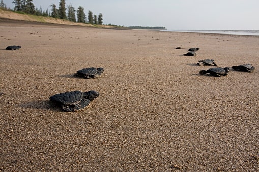 Velas turtle festival -Olive Ridley Turtles