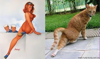 Las poses más extravagantes de gatos modelos