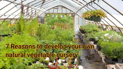 7 Reasons to develop your own natural vegetable nursery