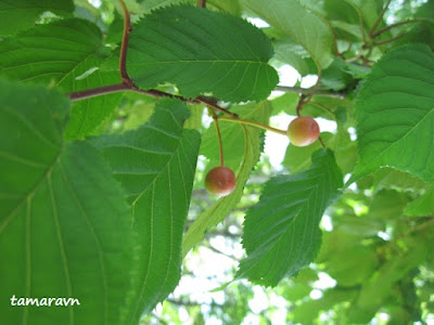 Вишня сахалинская / Вишня Саржента (Cerasus sachalinensis, =Cerasus sargentii)