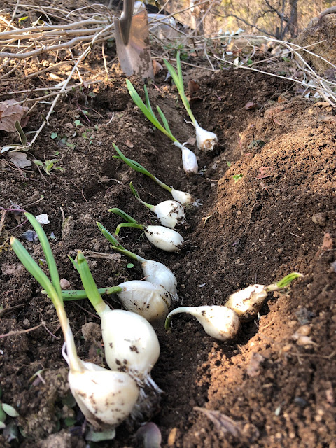 Planting garlic some more.