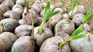 gambar bibit kelapa tunas