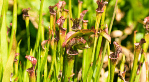 Jenis-jenis tumbuhan pemakan serangga terdiri dari kantong semar, tumbuhan kincir air, lili kobra, sarraccenia, venus flytrap, dan sundew drosera.