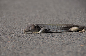 Lagarto bético