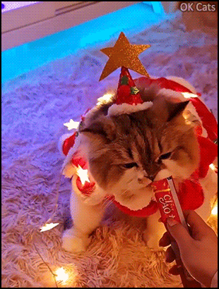 Xmas Cat GIF • Well fed big 'Kenny'  with a pawesome outfit is a happy Christmas TREE!