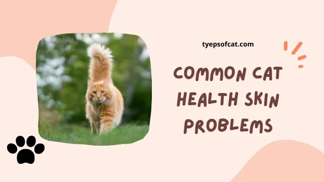 Common cat health skin problems