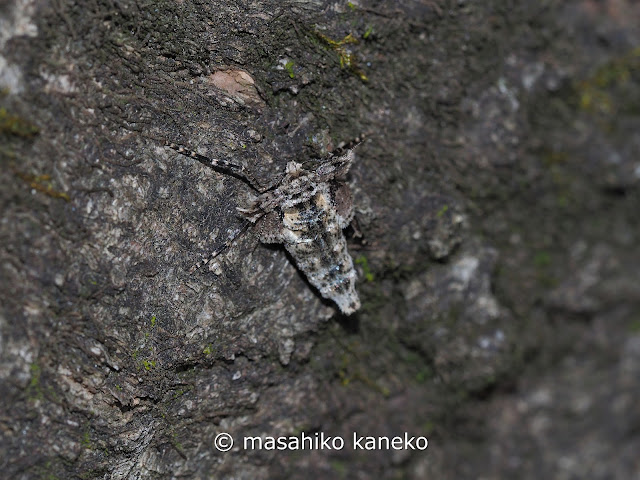 ヒロバフユエダシャク♀