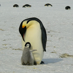 Report text: Penguins