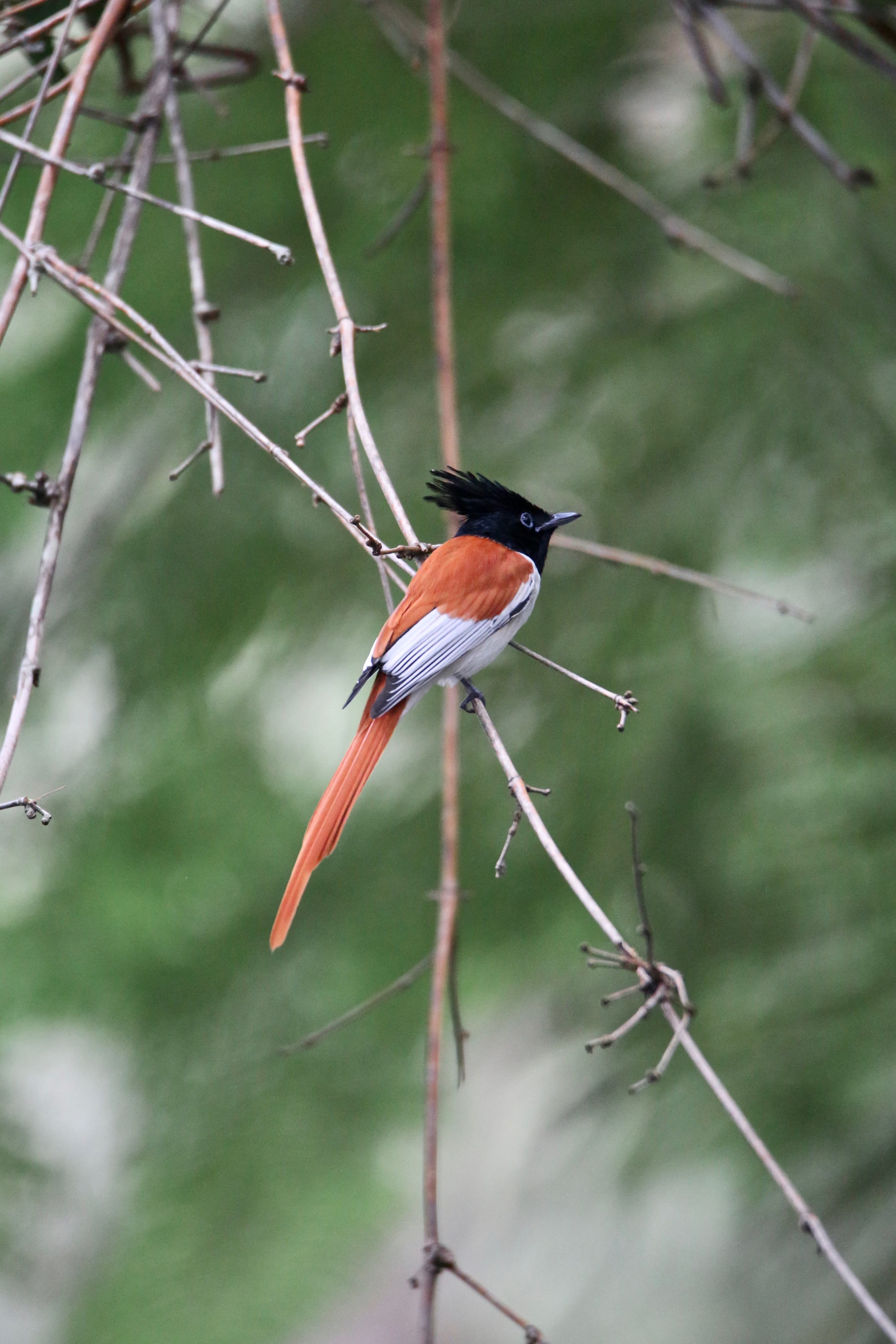 Paradise Flycatcher high resolution large images, Birds of Mysore