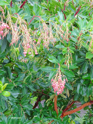 flowers, San Francisco, November